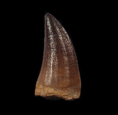 Moroccan Mosasaurus beaugei tooth | Buried Treasure Fossils  