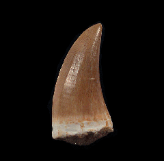 Moroccan Mosasaurus beaugei tooth | Buried Treasure Fossils  