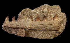 Prognathodon anceps jaw section for sale | Buried Treasure Fossils