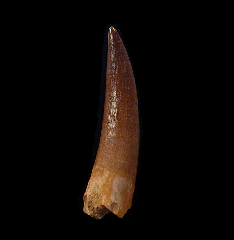 Plesiosaur tooth for sale from Morocco | Buried Treasure Fossils