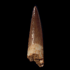 Real Zarafasaura oceanis tooth for sale | Buried Treasure Fossils