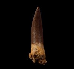 Extra Large Plesiosaur tooth from Morocco | Buried Treasure Fossils