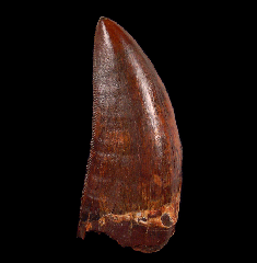 Large Carcharodontosaurus tooth for sale | Buried Treasure Fossils