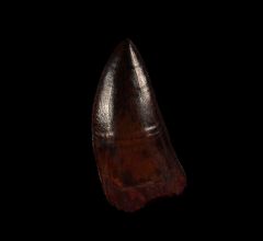 Ultra rare Carcharodontosaurus dinosaur tooth from Morocco | Buried Treasure Fossils