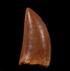 Moroccan Carcharodontosaurus tooth for sale | Buried Treasure Fossils