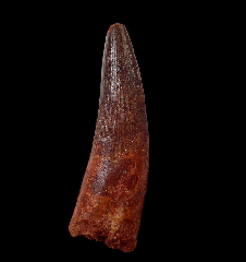 Juvenile Spinosaurus aegyptiacus tooth for sale | Buried Treasure Fossils