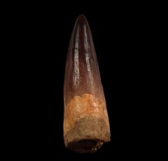 Juvenile Spinosaurus aegyptiacus tooth for sale | Buried Treasure Fossils