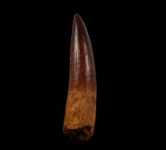 Authentic Spinosaurus tooth for sale | Buried Treasure Fossils