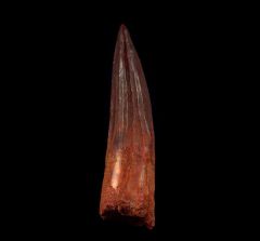 Juvenile Spinosaurus aegyptiacus tooth for sale | Buried Treasure Fossils