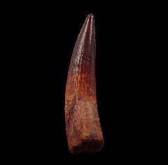 Quality Moroccan Spinosaurus tooth for sale | Buried Treasure Fossils