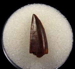 Moroccan Abelisauridae tooth for sale | Buried Treasure Fossils