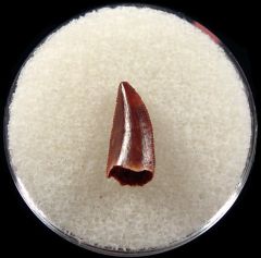 Top quality Abelisaurid tooth for sale | Buried Treasure Fossils