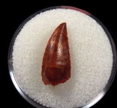 Kem Kem Abelisauridae tooth for sale | Buried Treasure Fossils