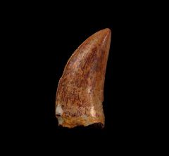 Deltadromeus tooth for sale | Buried Treasure Fossils