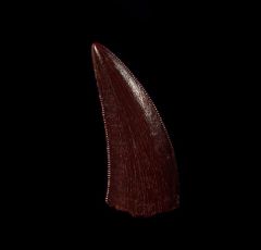 Moroccan Deltadromeus dinosaur tooth for sale | Buried Treasure Fossils