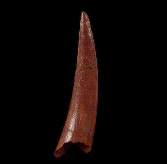 Pterosaur tooth for sale | Buried Treasure Fossils