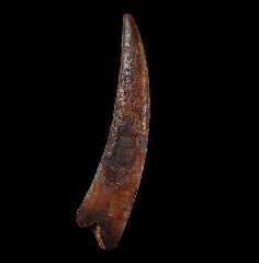 Pterosaur tooth for sale | Buried Treasure Fossils