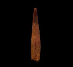 Real Coloborhynchus Pterosaur tooth for sale | Buried Treasure Fossils