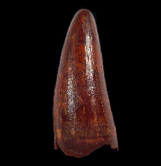 Red Cretaceous crocodile tooth - Morocco | Buried Treasure Fossils