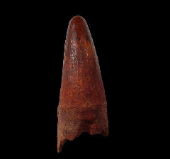 Red Cretaceous crocodile tooth - Morocco | Buried Treasure Fossils