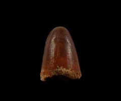 Moroccan Elosuchus crocodile tooth for sale | Buried Treasure Fossils