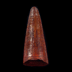 Red Cretaceous crocodile tooth - Morocco | Buried Treasure Fossils