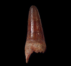 Red Cretaceous crocodile tooth - Morocco | Buried Treasure Fossils