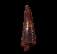 Red Cretaceous crocodile tooth - Morocco | Buried Treasure Fossils