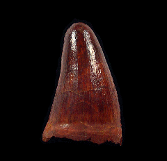 Red Cretaceous crocodile tooth - Morocco | Buried Treasure Fossils