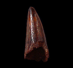 Red Cretaceous crocodile tooth - Morocco | Buried Treasure Fossils