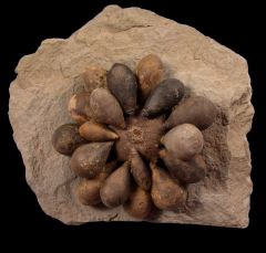 Cidaropsis anoualensis club echinoid for sale | Buried Treasure Fossils