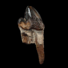 Rare Pappocetus tooth from Morocco | Buried Treasure Fossils