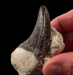 Rare Pappocetus tooth from Morocco for sale | Buried Treasure Fossils