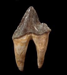 Rare Basilosaurus ancestor tooth for sale | Buried Treasure Fossils