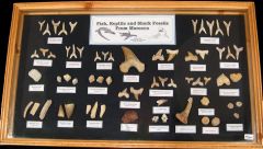 High quality fossil shark & reptile collection with frame