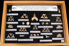 Fossil Shark & Reptile Collection with Frame