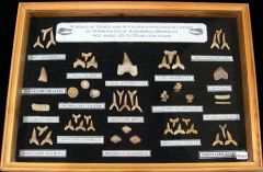 Fossil Shark & Reptile Collection with Frame