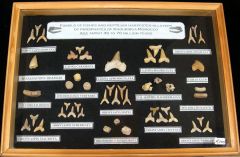 Large Moroccan Marine Fossil Collection with Frame | Buried Treasure Fossils