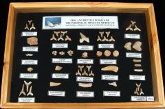 Large Moroccan Shark & Reptile Fossil Collection with Frame | Buried Treasure Fossils