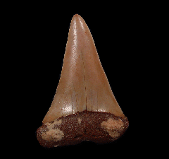 Carcharodon hastalis - Morocco