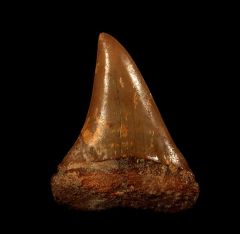 Real Moroccan Carcharodon hastalis tooth for sale | Buried Treasure Fossils