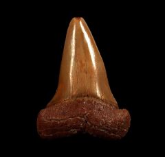 Real Moroccan Isurus hastalis tooth for sale | Buried Treasure Fossils