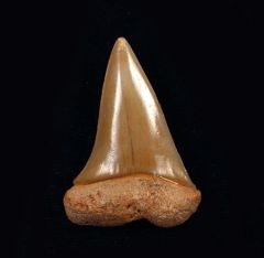 Moroccan Isurus hastalis tooth for sale| Buried Treasure Fossils