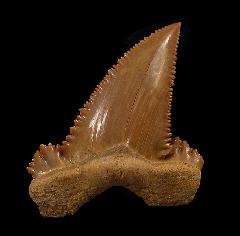 Extra large Paleocarcharodon orientalis tooth for sale | Buried Treasure Fossils