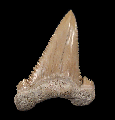 Big transitional Paleocarcharodon shark tooth for sale | Buried Treasure Fossils