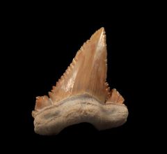 Quality large Paleocarcharodon shark tooth for sale | Buried Treasure Fossils