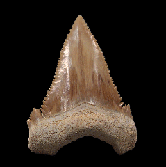 Extra large Paleocarcharodon shark tooth for sale | Buried Treasure Fossils