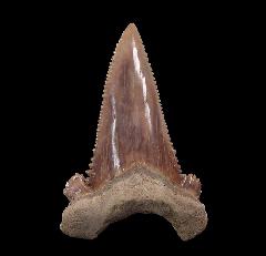 Big transitional Paleocarcharodon shark tooth for sale | Buried Treasure Fossils