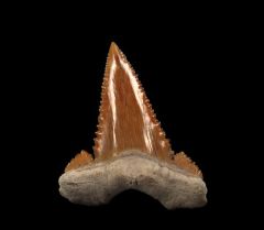 Colorful Paleocarcharodon tooth for sale | Buried Treasure Fossils