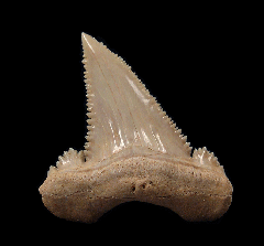 Large top quality Palaeocarcharodon tooth for sale | Buried Treasure Fossils